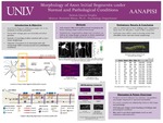 Morphology of Axon Initial Segments under Normal and Pathological Conditions by Betsua Garcia-Trujillo and Rochelle Hines Ph.D.