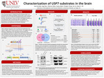 Characterization of USP7 substrates in the brain