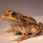 Where have all the relict leopard frogs gone? by Anthony Waddle